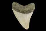 Fossil Megalodon Tooth - North Carolina #147001-2